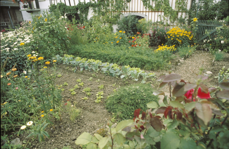 Flower and vegetable garden, biological plants