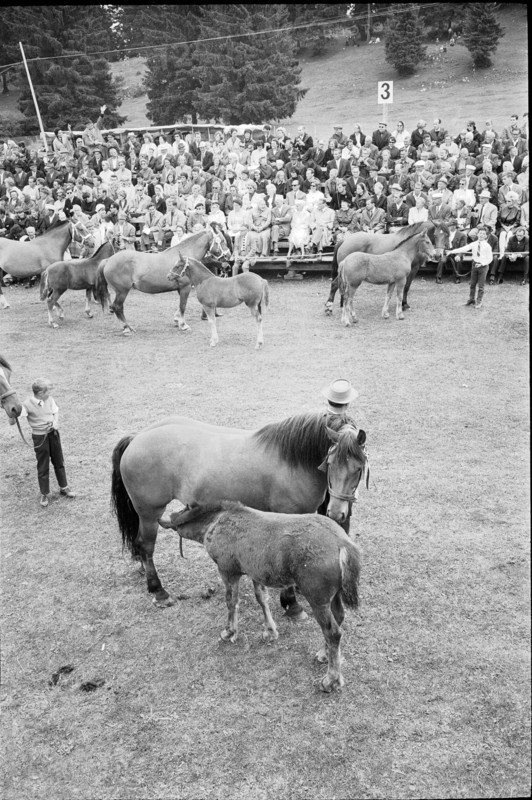 62nd Marché-Concours Saignelégier, mare and foal, 1965