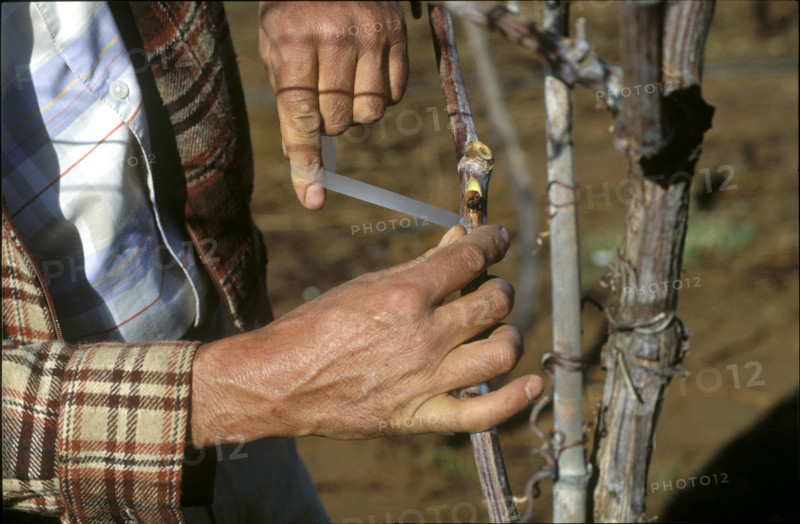 Wine growing, South Africa 1985