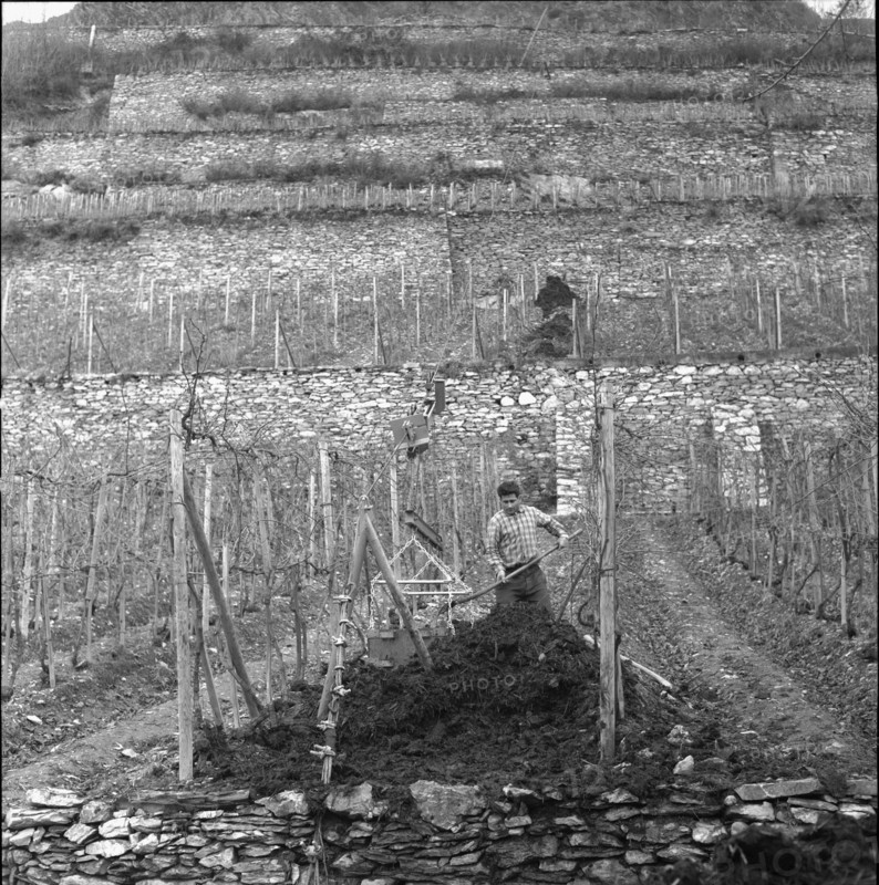 Aerial cableway in a vineyard near Saint-Léonard, 1961