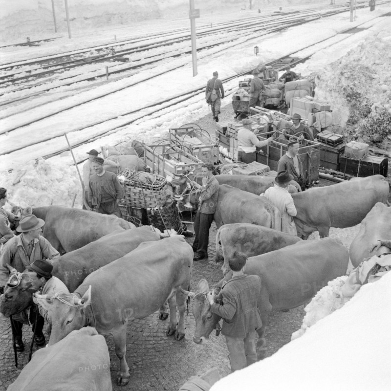 Airolo: Livestock of farmers evacuated from Bedretto valley; 1951