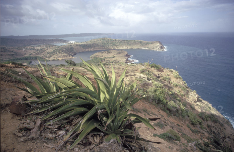 Reportage on the Caribbean islands: Agave