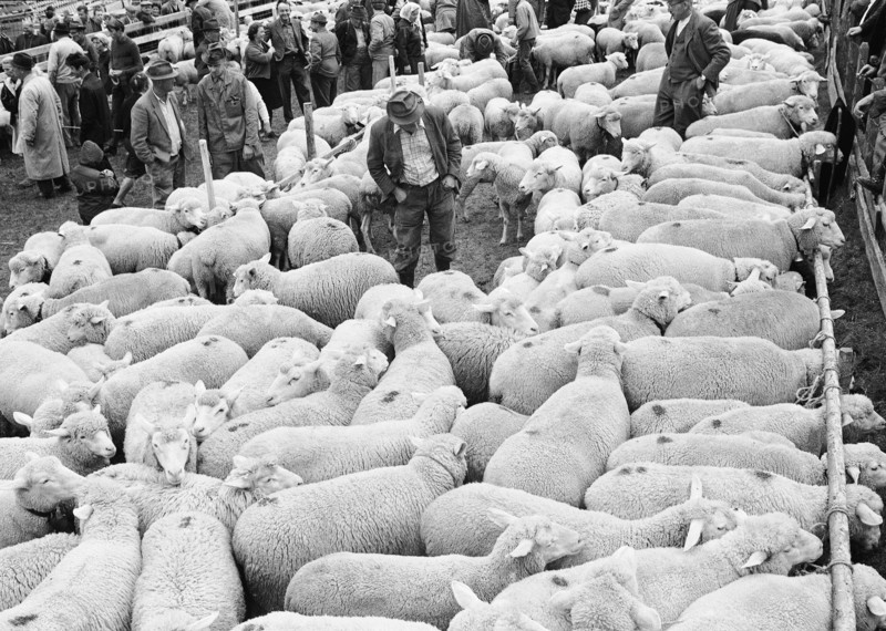 Separation of the sheep in autumn in Riffenmatt, 1970