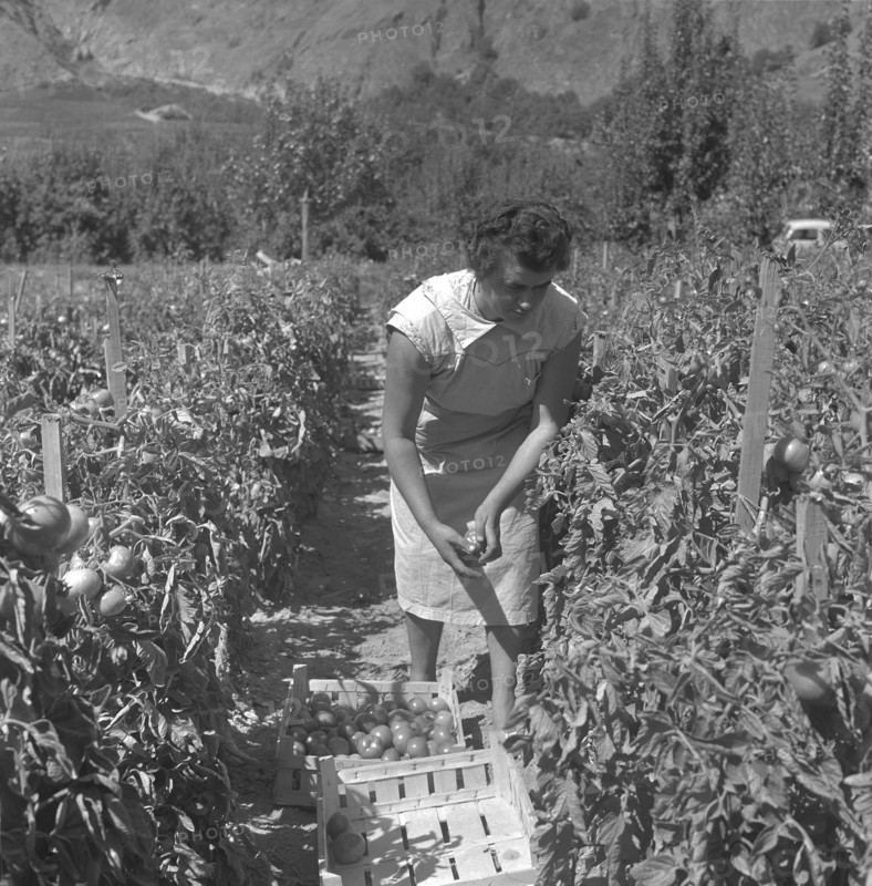 Woman working on a plantation of tomatoes, 1962