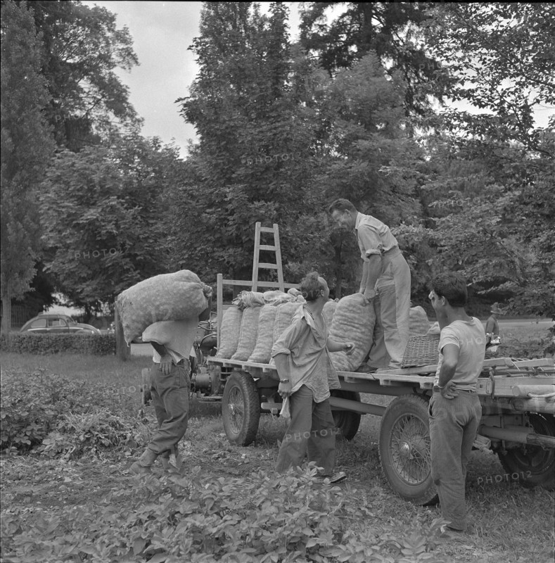 Men harvesting potatoes, 1958