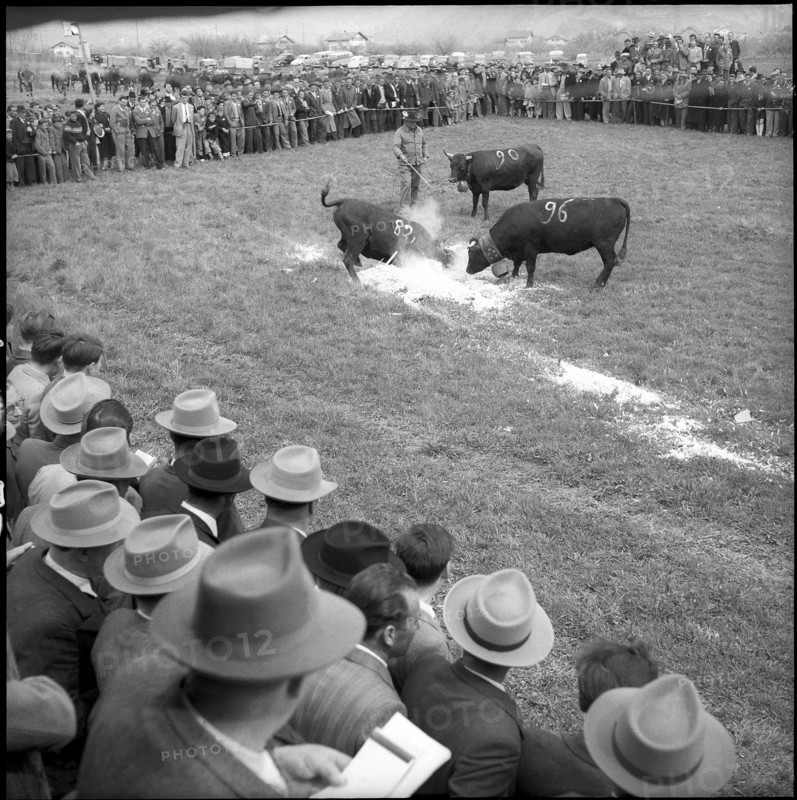 Cow fights in the Valais, 1954