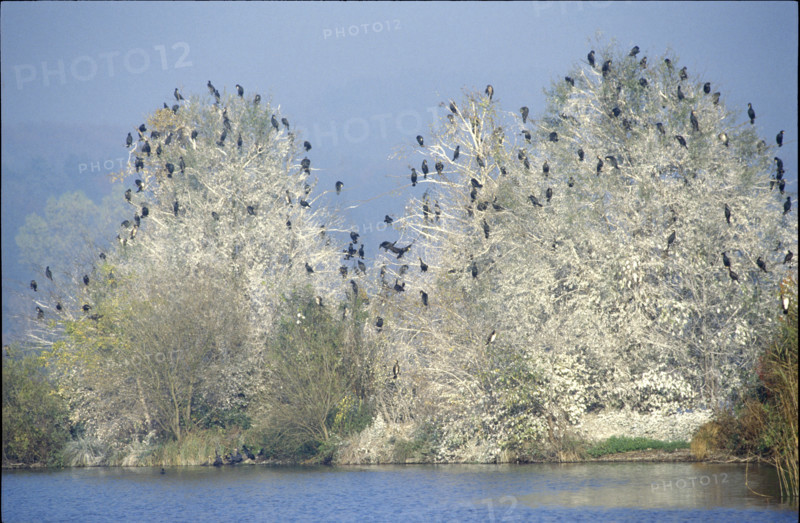 Common cormorants on tree, Wurmsbach 1984