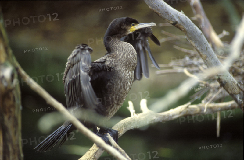 Common cormorant drying his feathers 1984
