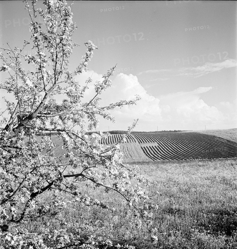 Springtime, circa 1948