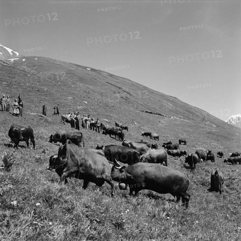 Cow fight in the pasture, 1955