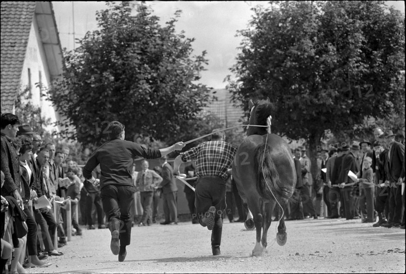 63rd Marché Concours Saignelégier, 1966