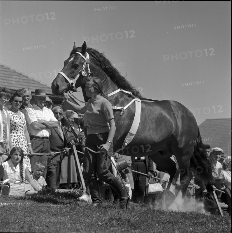 60th Marché Concours Saignelégier, 1963