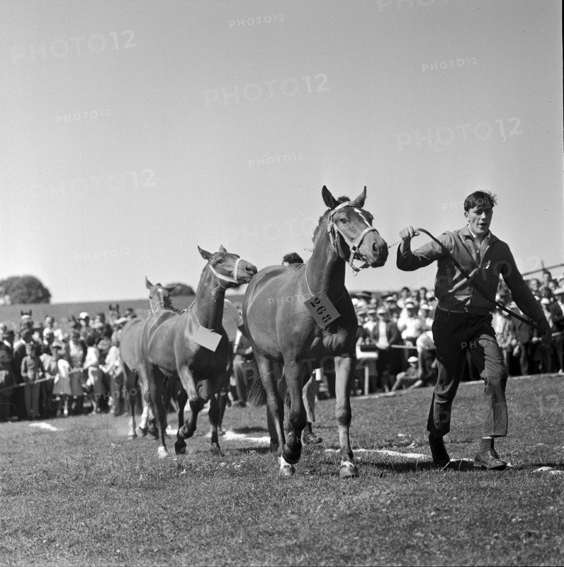 60th Marché Concours Saignelégier, 1963