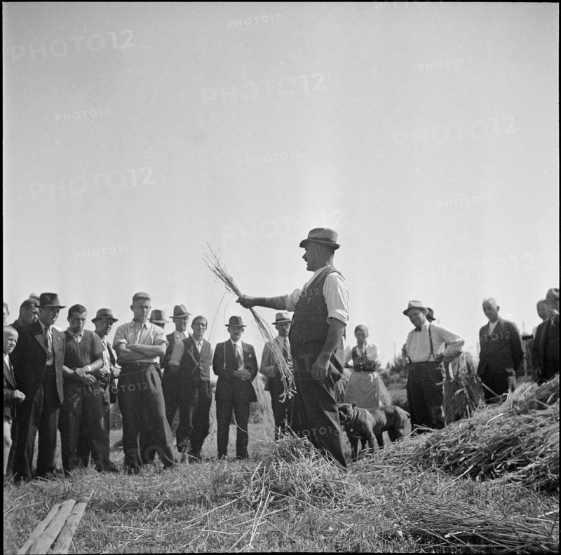 WW 2: grain crop, harvest, instructor, Strickhof 1940