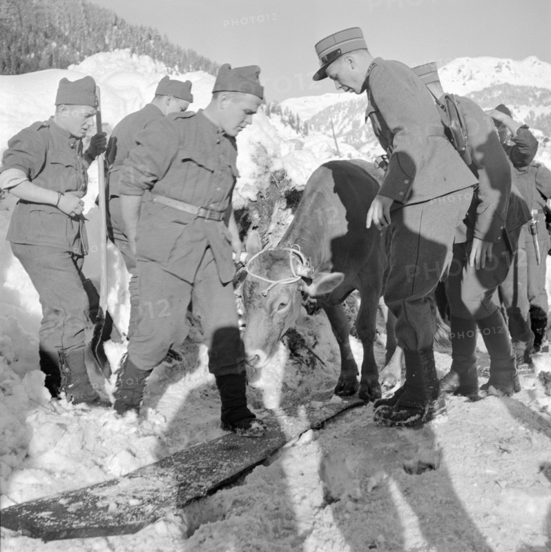 Airolo 1951, Evacuation of a cow