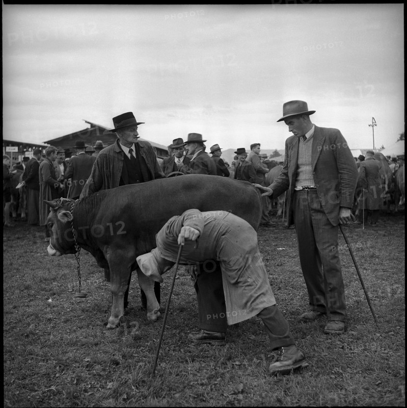 Examination of a young bull, breeding bull market, Zug 1952