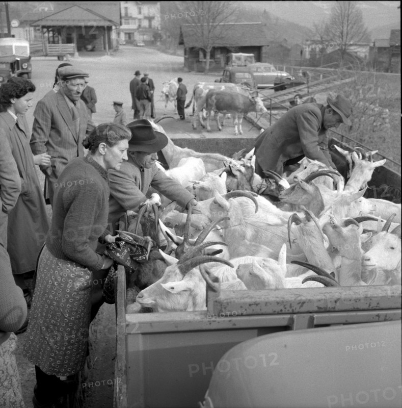 Goats infected by the Malta fever in the Ferret valley, 1958