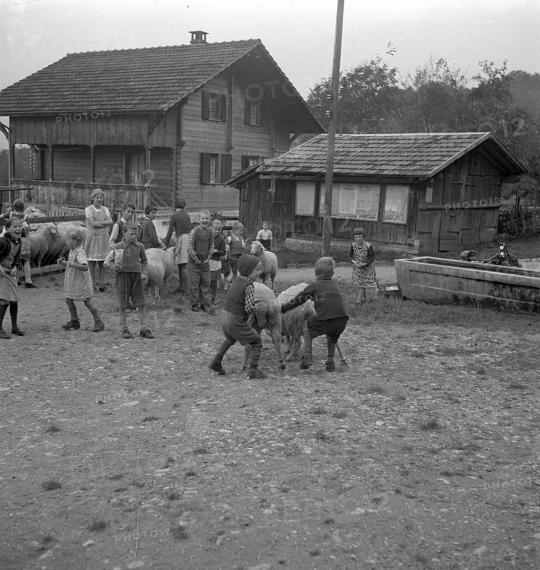 Separation of the sheep in autumn, 1941