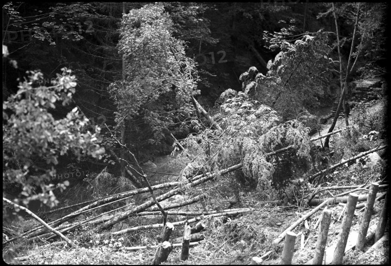law; land slide after heavy rains, damaged wood; 1946