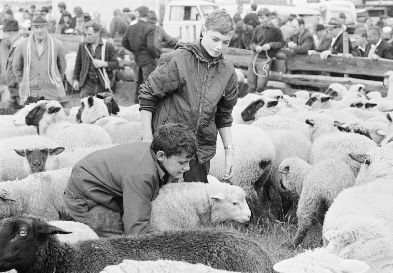 Separation of the sheep in autumn, Riffenmatt 1969