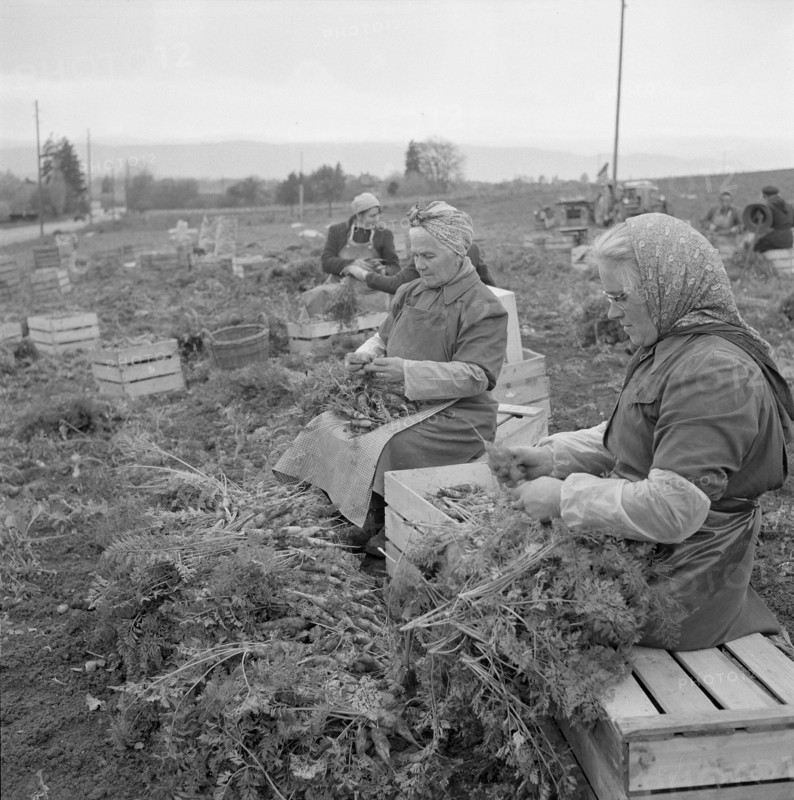 Women harvesting carrots in the canton of Vaud, 1957