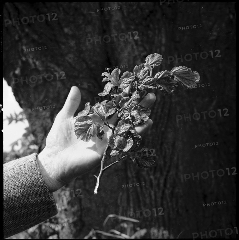 Twig, damaged by fluroic gases, 1972
