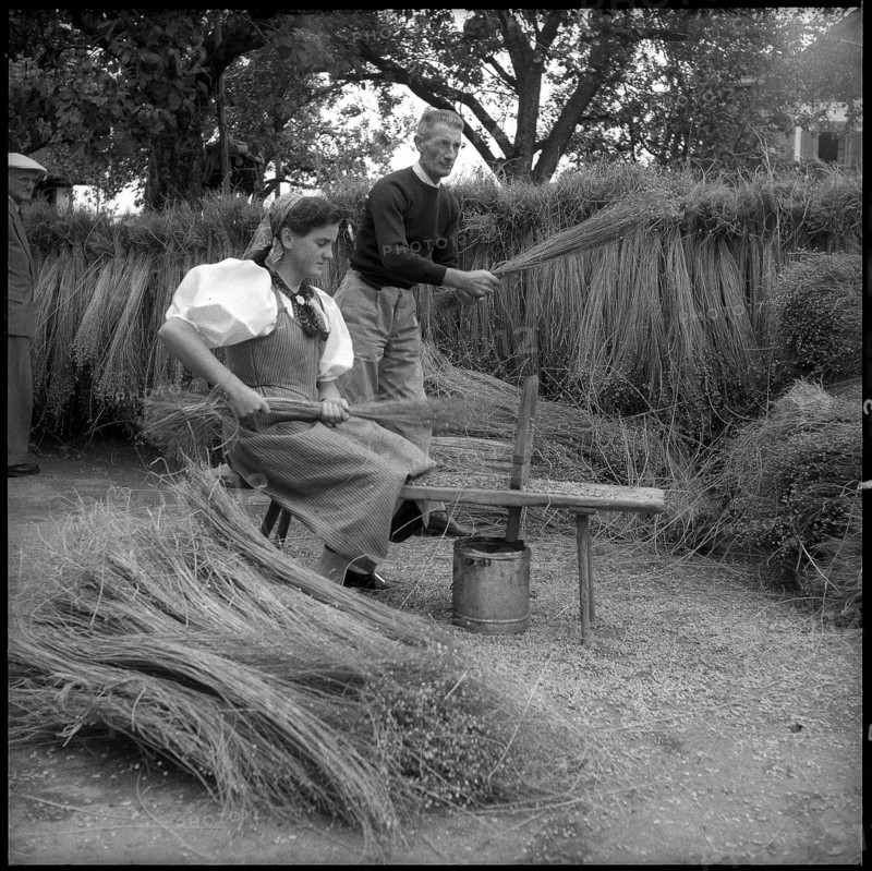 Breaking flax in Zaeziwil, 1956