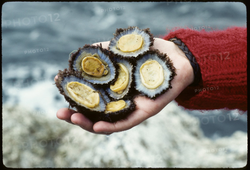 Mussels from the Atlantic, Azores 1984