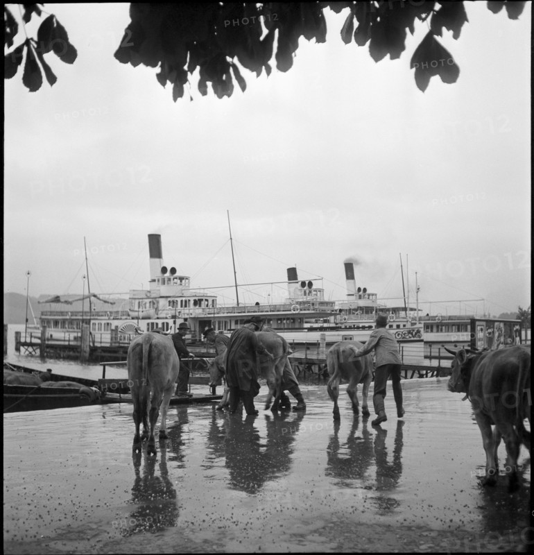 Cattle transport on the Lake Lucerne, 1941