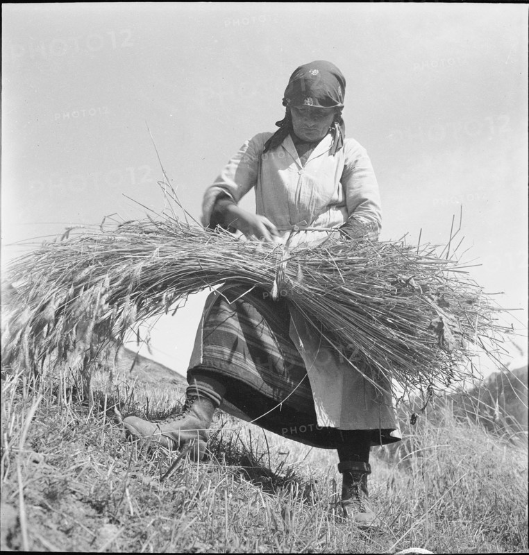WW 2: corn, grain crop, Zermatt 1941