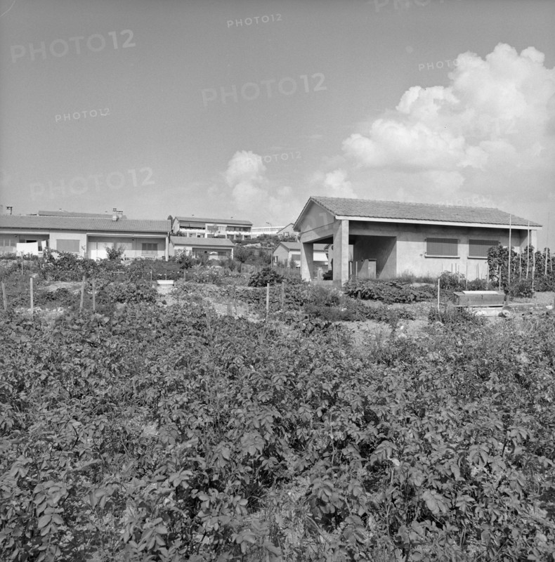 Geneva: Vegetable gardens in front of terraced houses in AirelaVille; 1965