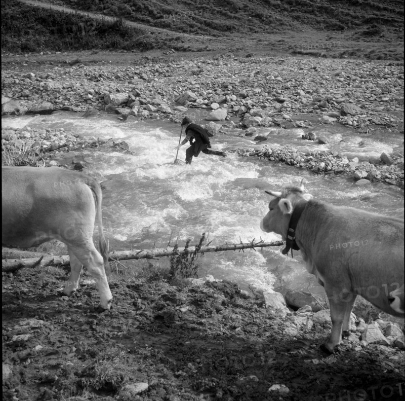 Calfeisental, Young cowherd on the Alp Sardona; 1960