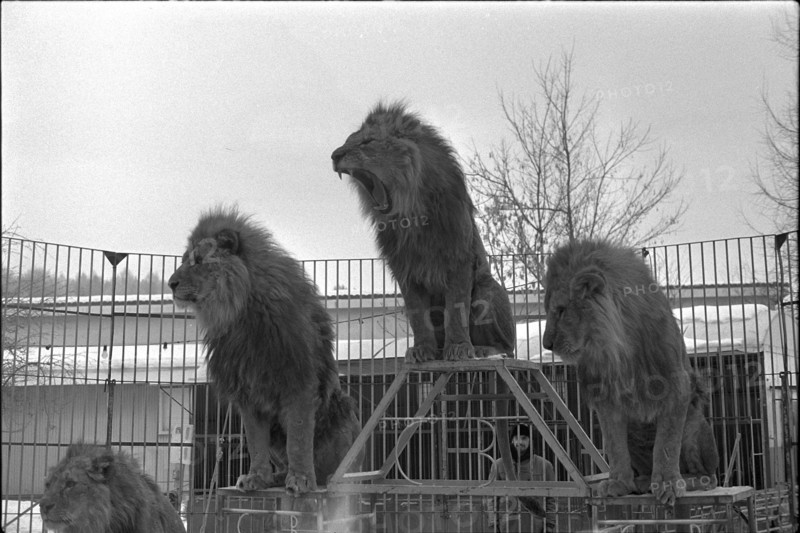 Lion Dressage 1969