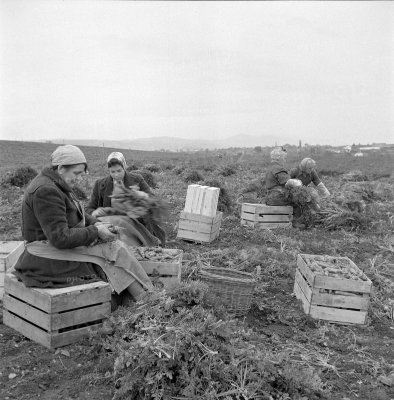 Women harvesting carrots in the canton of Vaud, 1957