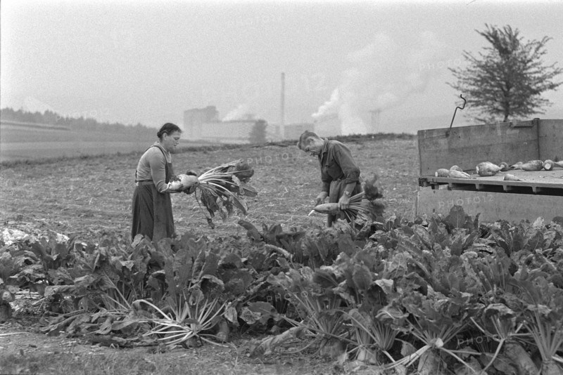 People harvesting sugar beets, 1966
