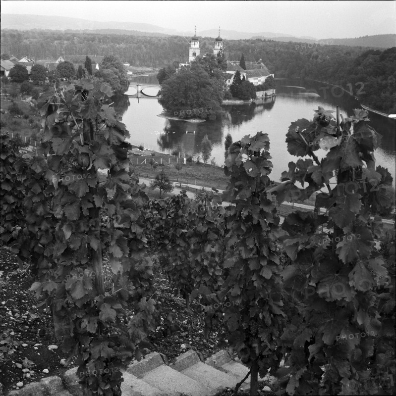Rheinau monastery island with vineyard, 1959