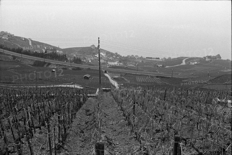Vineyard and railway line near Villette in Lavaux, 1972