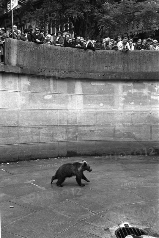 Bear in the Bern Bear Pit, 1966