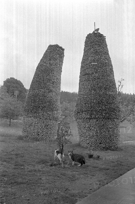Wooden tristen in Bowil, stacked firewood, 1964