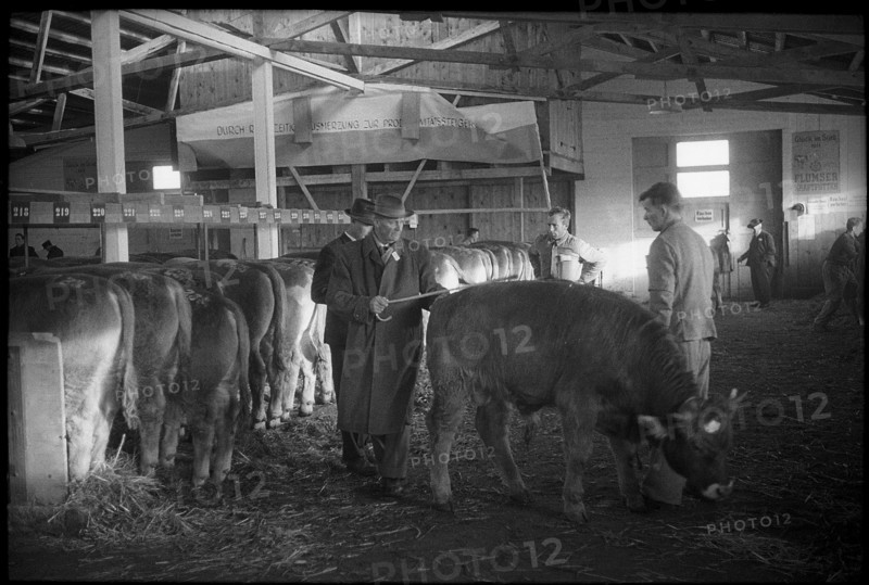 Breeding bull market Sargans, animals are inspected 1962
