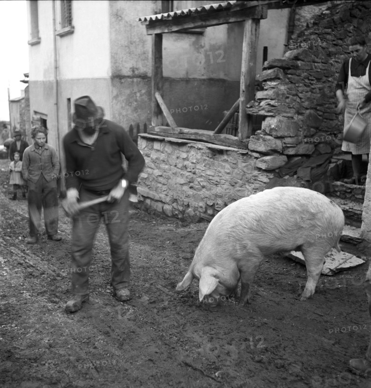 Saillon; Slaughtering of a pig for New Year, the pig is driven to the village square; 1948