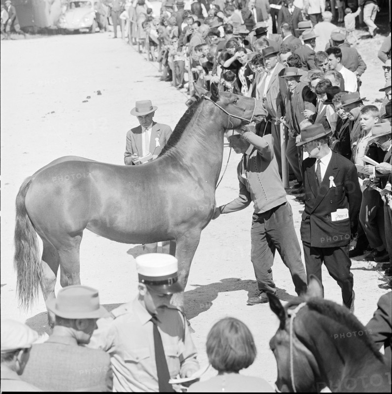 60th Marché Concours Saignelégier, 1963
