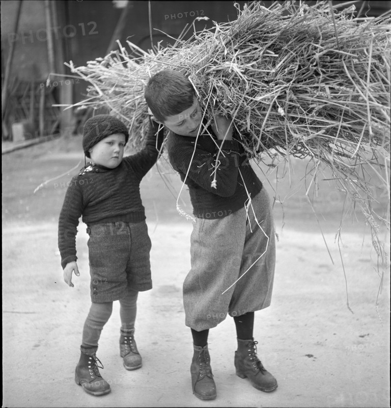 Boys collecting Reising in BielBenken around 1948