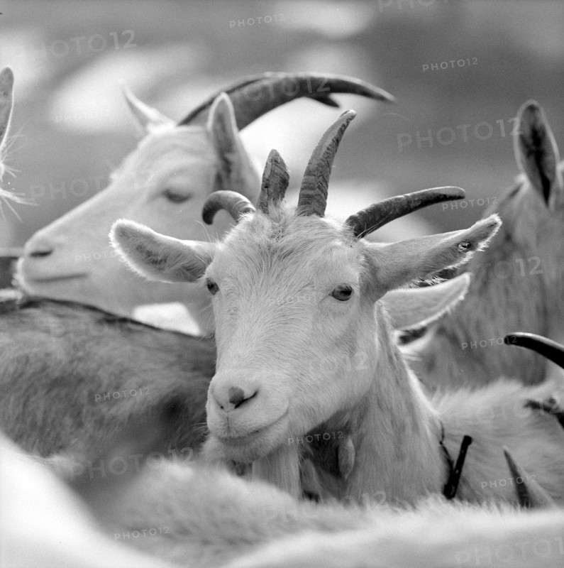 Goats, 1958
