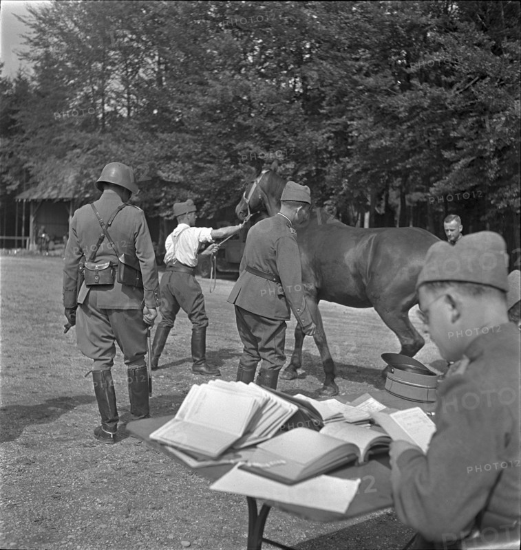 Horse is brought to examination. 1939