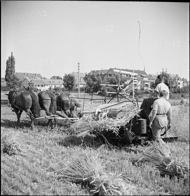 WW 2: grain crop, harvest, Strickhof 1940
