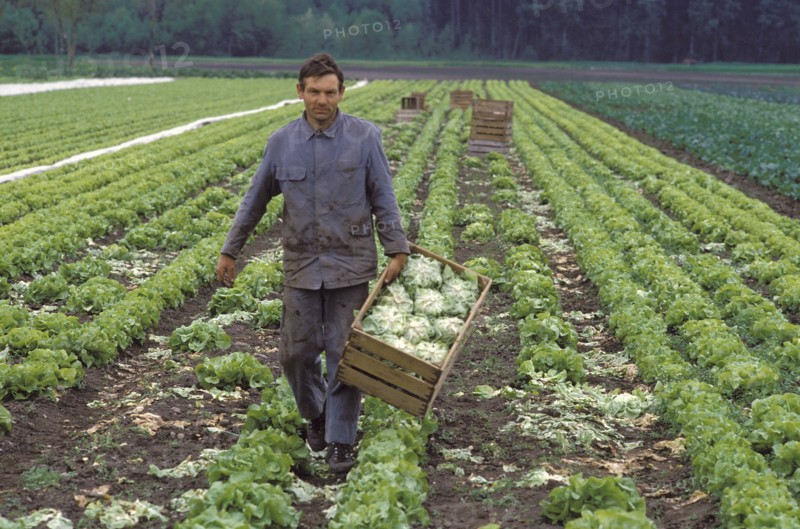 Field with head lettuce