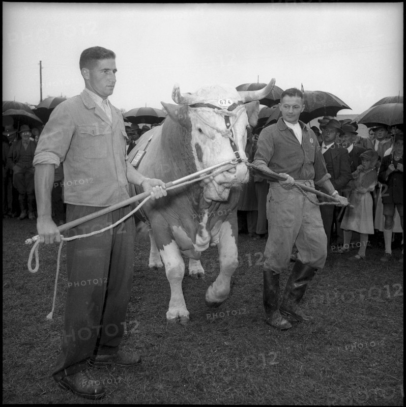 Medical orderly, assignment in civilian professions, butcher. 1939