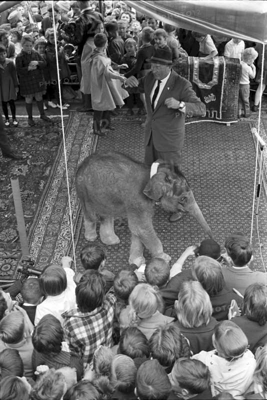 Young elephant on the Jelmoli roof 1963