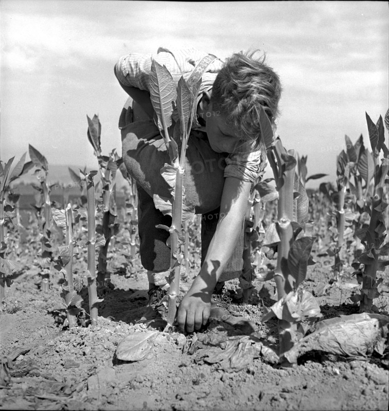 Tobacco leaves drying in the Vallée de la Broye, 1941